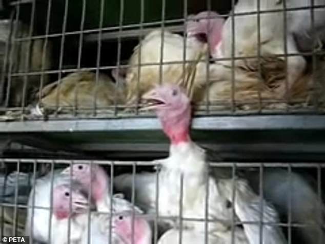 After heartbreaking footage (pictured) recorded by PETA two decades ago showed brutal abuse and torture of turkeys, angry fans have been trolling the food giant's social media pages as they demand Butterball take ownership.