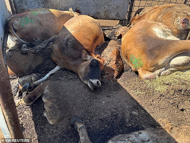 Dead cows are piling up in California as dairy farmers battle the H5N1 bird flu, which made landfall in the state in August