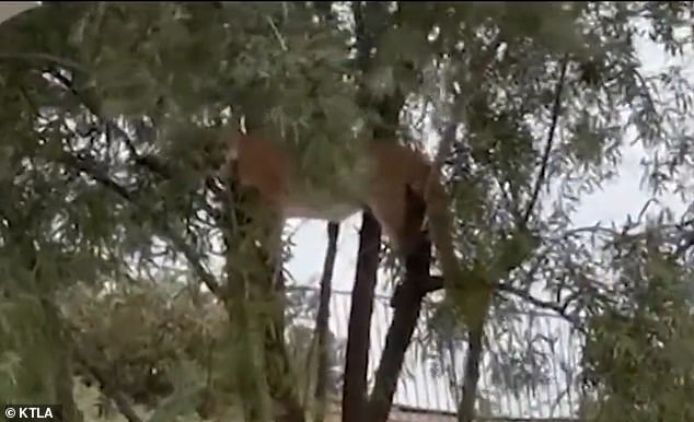 A homeowner in Stevenson Ranch, California, was shocked to find a huge mountain lion in a tree in his backyard on Monday