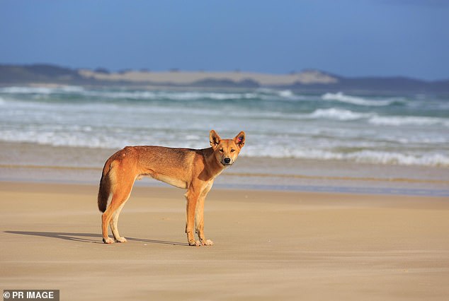 The popular island has more than 200 dingoes and if rangers determine that an animal could have been avoided by a car, a fine of up to $26,614 can be imposed (pictured a dingo on K'Gari)