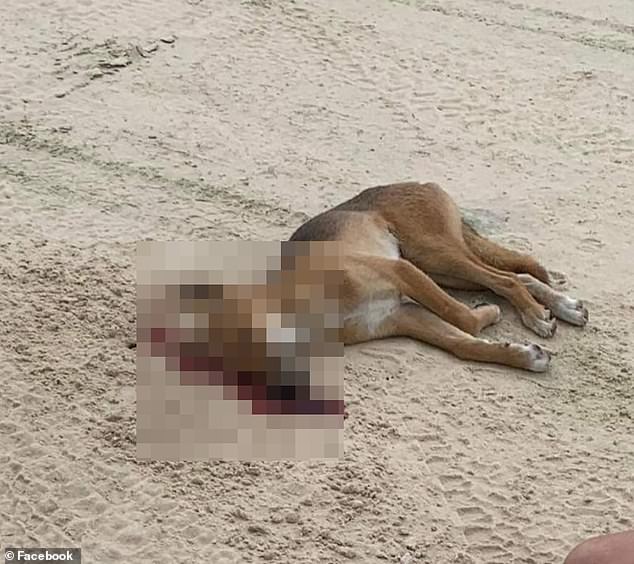 A dingo was found dead on K'Gari, formerly known as Fraser Island