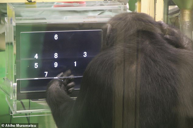 Researchers found that chimpanzees' performance on computer tasks is affected by the number of people looking at them