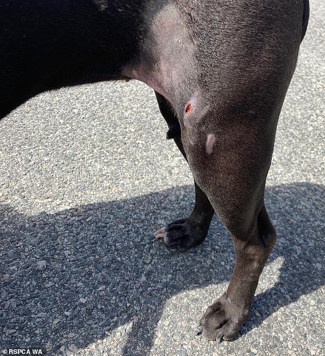 The RSPCA inspector noticed Diamond had difficulty standing and had a swollen left hind leg (pictured) - as well as head and leg wounds