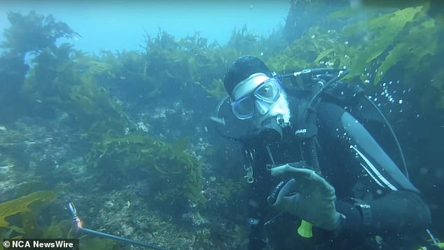 Diver Andy Nelson was looking for crayfish in a cave, unaware that a four-metre shark had been circling his buddy Tim Ryan for five minutes. Image: supplied.