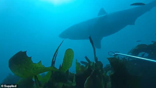 Diver recalls terrifying encounter with a four metre Great White shark