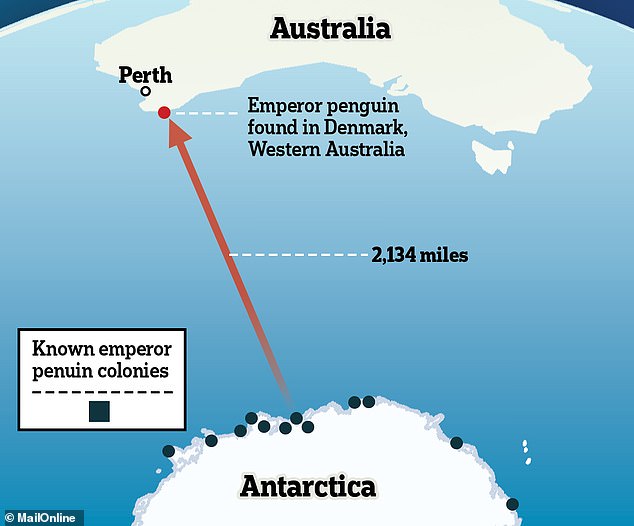 The penguin traveled from Antarctica to the Australian city of Denmark, about 430 kilometers south of Perth