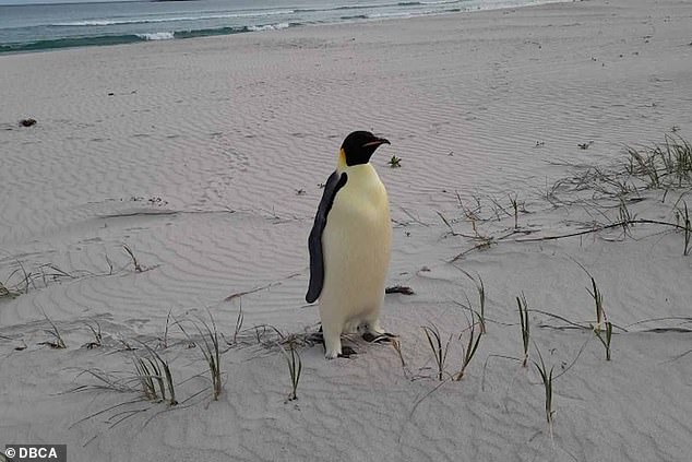 From kangaroos to koalas, Australia is home to some of the most incredible animals in the world. But surfers on the south coast were in for a surprise when they discovered a rather unexpected animal on the beach: an emperor penguin