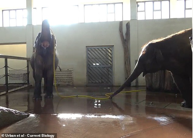 Zookeepers at the Berlin Zoo were amazed when they saw an Asian elephant fooling his friend. The elephant, named Anchali (right), sabotaged her friend Mary's shower (left) by lifting and kinking the hose to disrupt the water flow