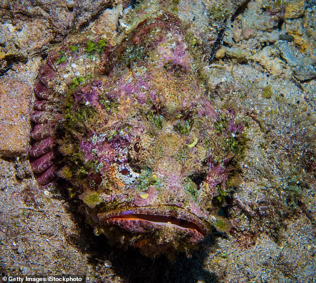 Australia has two main species of stonefish: the reef stonefish and the estuarine stonefish (pictured). Stonefish have 13 dorsal spines that contain powerful neurotoxic venom and the sting causes extreme pain, possible cardiac arrest and paralysis