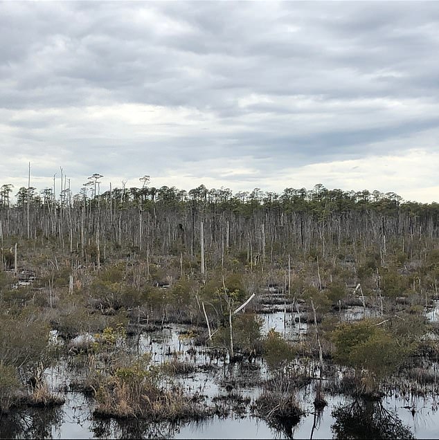 Rising sea levels are killing large areas of coastal cypress and pine forests, causing them to shed their leaves and bark and become pale, leafless snags