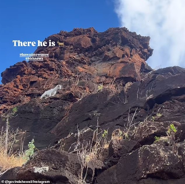 Despite efforts by the Honolulu Fire Department, the Hawaii Department of Land and Natural Resources and the Hawaiian Humane Society, the goat was confined to the towering ledge.