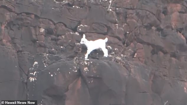 Four days had passed since a Waianae resident first spotted a white baby goat stuck on a steep, skinny cliff edge