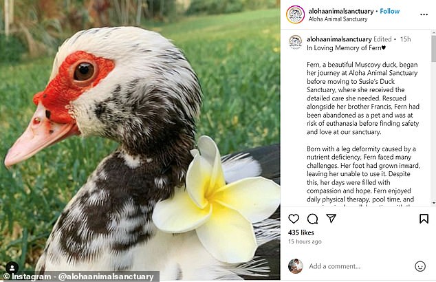 Above is a duck that was rescued after it was found with a deformed leg. It had to be cleared due to the bird flu outbreak