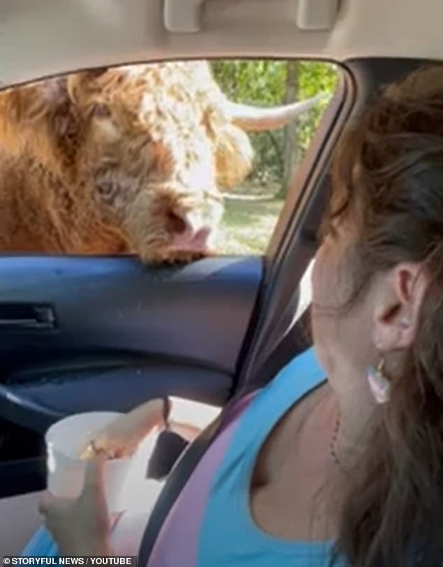 Video footage captured the moment a cow hilariously leaned into a woman's car as she fed it grains in Virginia