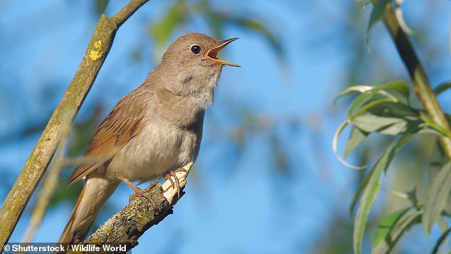 The research from scientists at the University of the West of England found that listening to a natural soundscape reduces self-reported stress and anxiety levels, as well as allowing a good mood to return after experiencing stress.