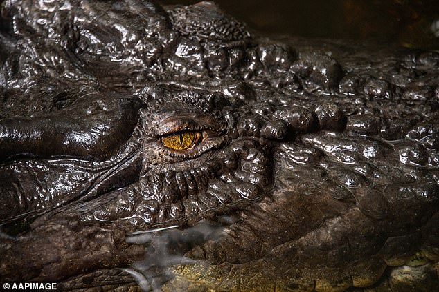 Saltwater crocodiles are very dangerous to humans and are responsible for at least several dozen attacks on humans each year