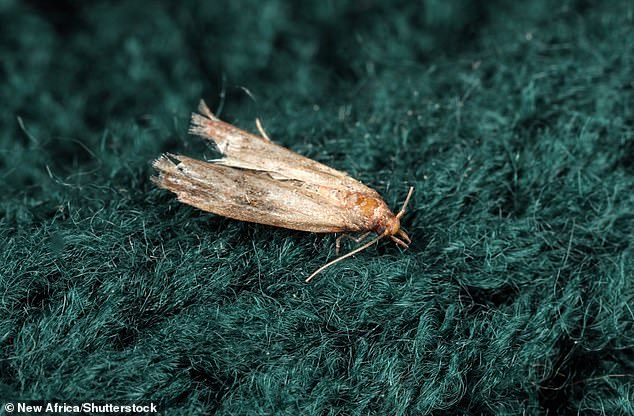 The common clothes moth (Tineola bisselliella, photo) feeds on wool and natural fibers such as cashmere, tweed, sheepskin and fur