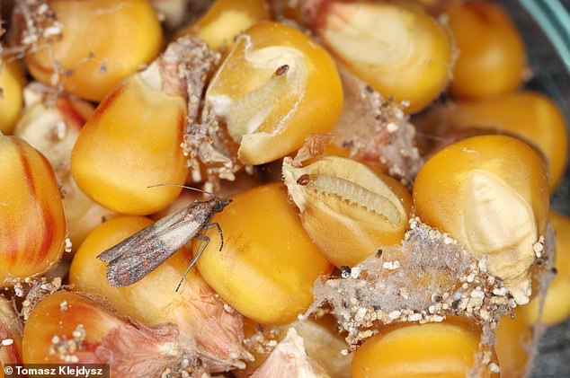 In the photo the Indian meal moth (Plodia interpunctella) and its larvae that have infected a container with corn. The species is also called the stock moth