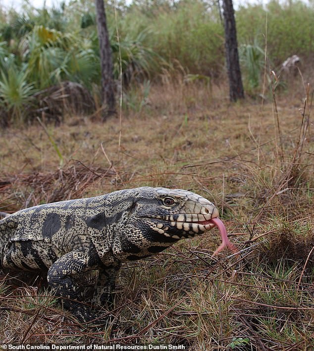 The South Carolina Department of Natural Resources has issued a new warning about the Argentine black-and-white Tegu lizards that have been wreaking havoc in the state for years.