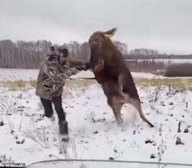 Footage shows two hunters approaching the moose with shotguns drawn. But after one of them shot the moose without killing it, the animal launched a ferocious counterattack and charged straight at him.