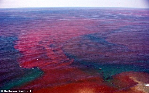 A bioluminescent red tide begins to bloom off the beaches of San Diego