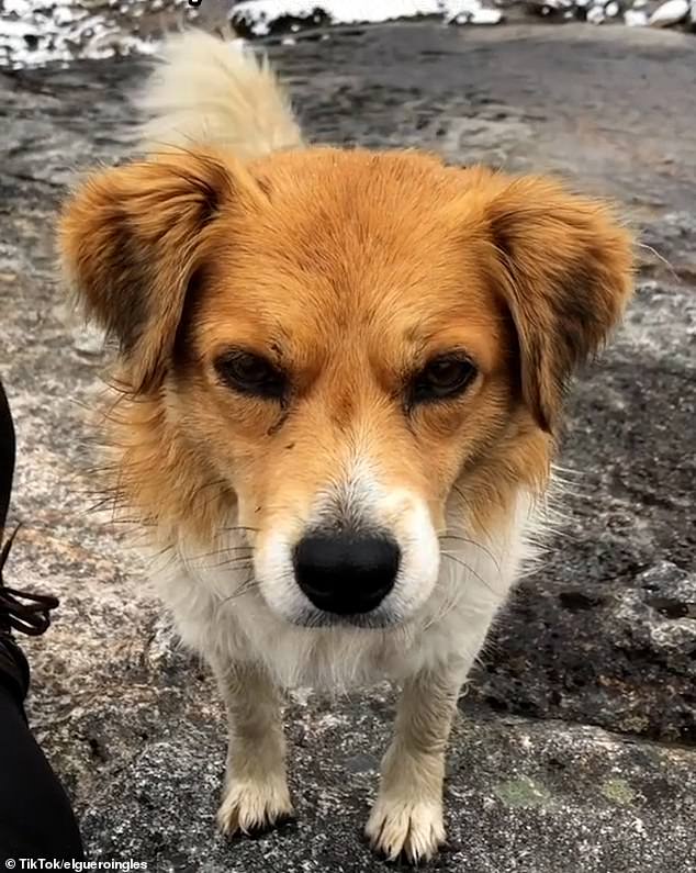 In the photo: the stray dog ​​that led the British tourist to safety in the Peruvian mountains