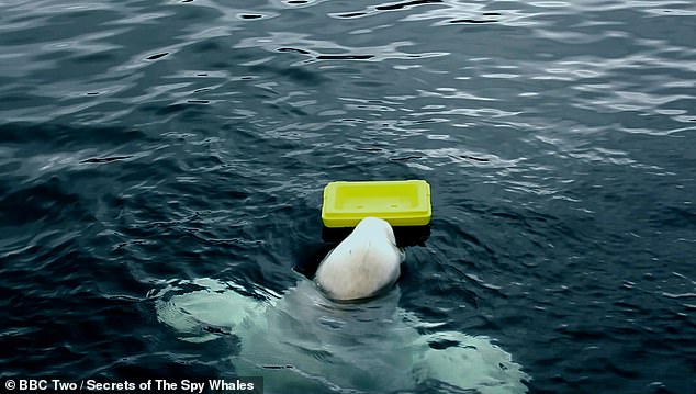 Another footage shows Hvaldimir pulling a yellow float from the sea as he is cheered by fans