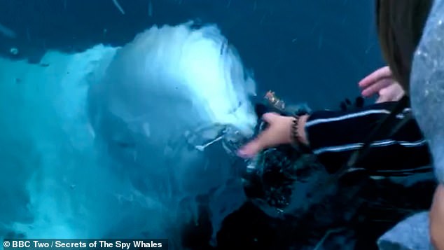 In a new BBC documentary – Secrets of the Spy Whale – the white beluga whale, famously thought to be a Russian spy, was seen retrieving a woman's phone after she dropped it in the sea.