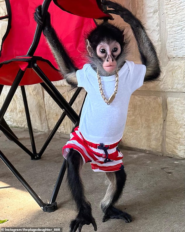 Jorgie Boy, a nearly three-year-old primate, is recovering at the Funky Monkey Ranch near Burleson, Texas, with what staff say is rickets.