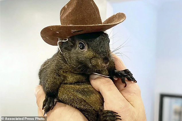 Mark Longo shows off his squirrel Peanut, which was seized by state Department of Environmental Conservation agents, at Longo's home in rural Pine City, New York