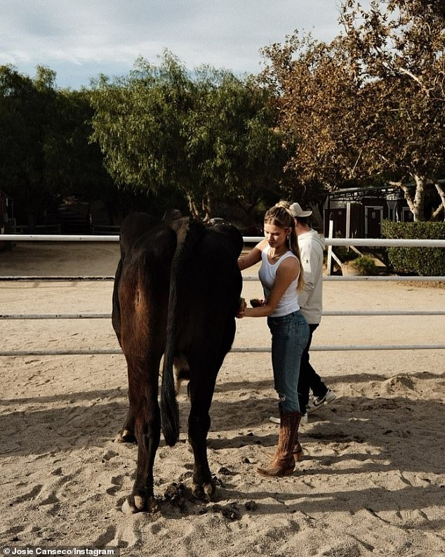 In another image, she and Johnnie were pictured brushing a cow