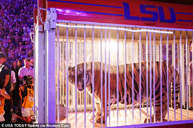 A live tiger returned to the sidelines of LSU Stadium before the Alabama game on Saturday