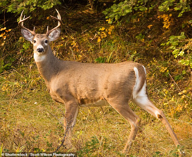 Hunters in Maine have been warned not to eat white-tailed deer due to high levels of perennial chemicals found in their systems