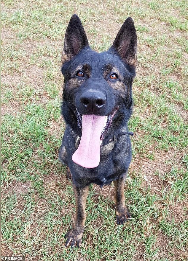 The deaths of two German Shepherd police dogs are believed to have been caused by a 'technical problem' with purpose-built air conditioners in a car (Xtra is pictured)