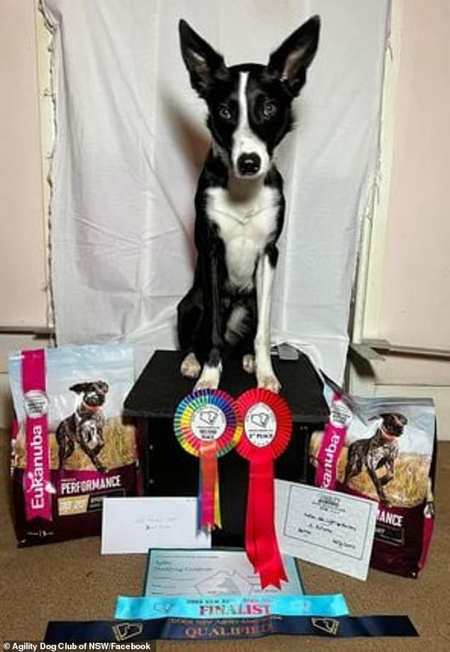 Strike (pictured) has passed the required entry test and is a registered assistance dog - and has since been approved by Qantas to fly with them