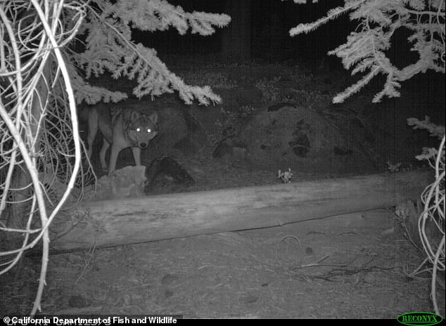 For the first time in a century, a pack of gray wolves was spotted in a U.S. National Park, officials said. A still shows a wolf from another pack in Northern California