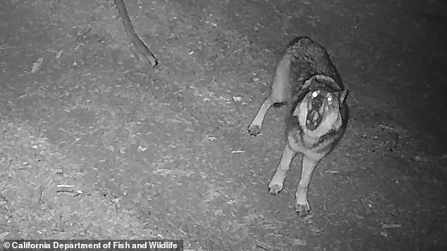 A wolf from the pack found earlier this year in the Sequoia National Forest is seen here howling