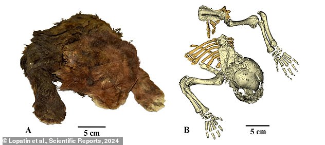 Scientists have discovered a perfectly preserved sabre-tooth kitten (pictured) buried in Siberian permafrost 37,000 years after its death