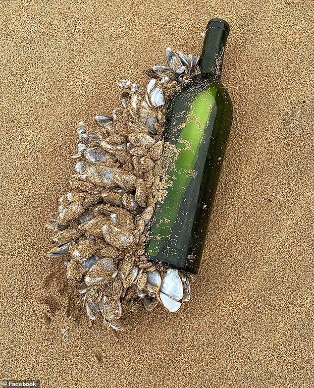 The empty wine bottle (pictured) was found on a beach in Peterborough, south-west Victoria, on Monday