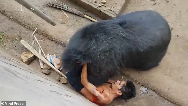 Naiphum's visit to a Thai monastery took a turn for the worse when Bing attacked the bear