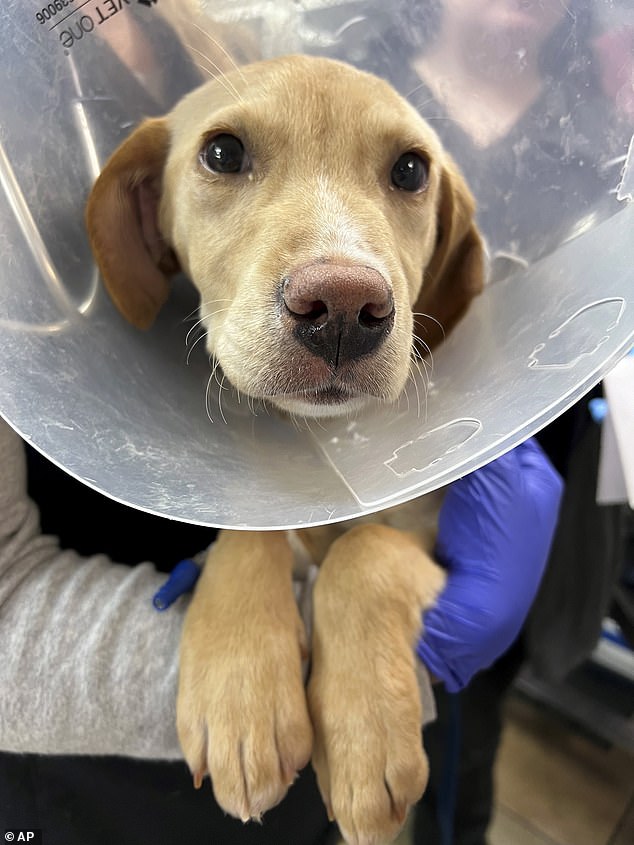 A puppy named Whiskey miraculously survived a fatal plane crash last weekend - despite breaking both of his back legs