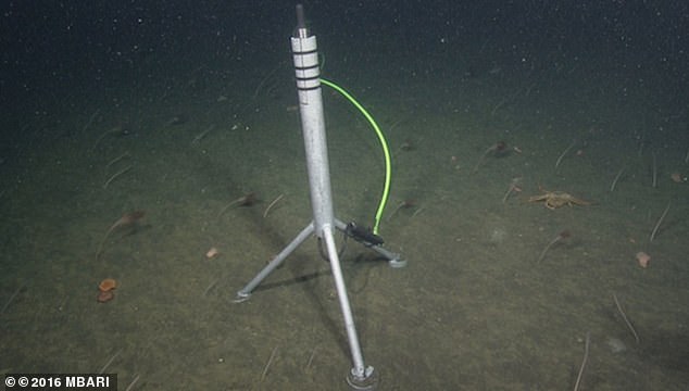 A hydrophone (pictured), or underwater microphone, embedded in the seabed and linked to the Monterey Bay Aquarium Research Institute (MBARI) in Moss Landing, picked up a series of clicks that piqued the curiosity of Will Oestreich, a postdoctoral researcher at US National Science Foundation. colleague at MBARI