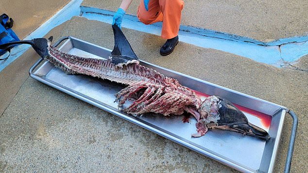 Federal authorities have opened a criminal investigation into the death of a dolphin found on a beach. The animal's flesh had been 'completely removed with clean cuts of a sharp instrument'