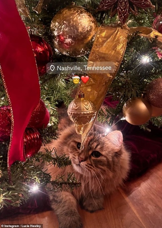 Lucia captured a sweet photo of a cat - who resembled Nicole's pet Ginger - cuddled under a Christmas tree in what appeared to be a family home