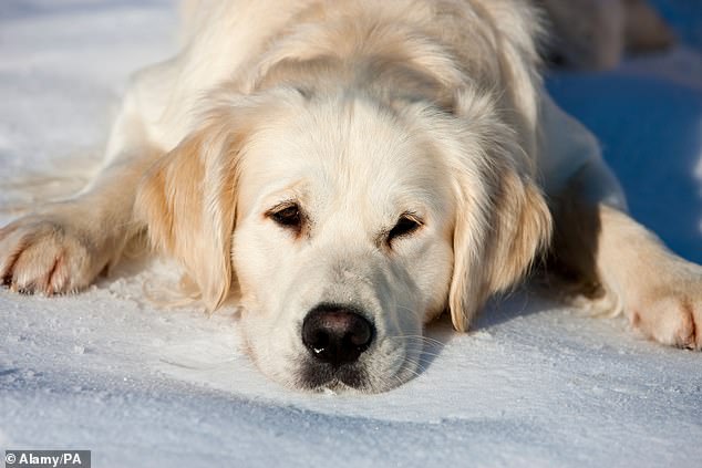 A golden retriever and a cocker spaniel became infected with a bacteria after being treated at a veterinary hospital. The type of bacteria was similar to the type that caused an outbreak in 2022