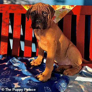 Dave, a bullmastiff for sale at The Puppy Palace