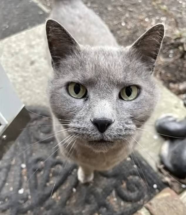 Gray baby. On October 12, he was shot by a disgruntled neighbor who said the cat left paw prints on his vehicles