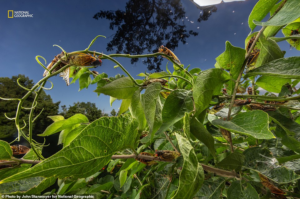 This image captured a rare moment in the world of crickets. Nat Geo explains: 'Periodic crickets spend 13 to 17 years in the ground and only emerge to reproduce. Last May and June, for the first time in 221 years, brood XIII, with a 17-year cycle, and brood vibrations as they called to mate'