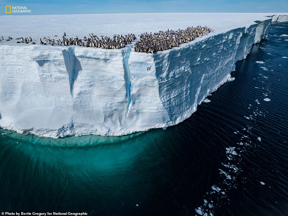 A young emperor penguin jumps from a 15 meter high cliff for its first dive. Nat Geo added: 'The species normally breeds on low-lying sea ice, but some colonies have been found on higher and more permanent ice shelves, a behavior likely to become increasingly common due to climate change. The chicks were abandoned by their parents a month earlier and have to fend for themselves and find food by hunting in the sea.