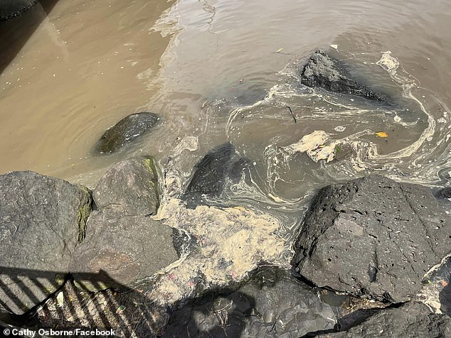 The normally blue and clear water at Tallebudgera Creek on the Gold Coast contained human feces this weekend, forcing its closure to protect the public (photo of the weekend's cloudy and brown water)